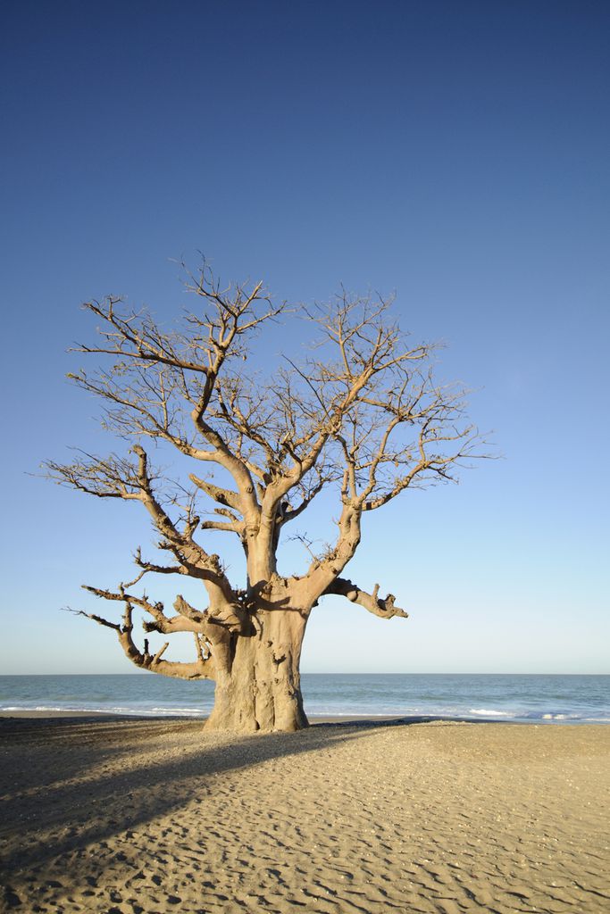 Affenbrotbaum im Sine-Saloum-Delta