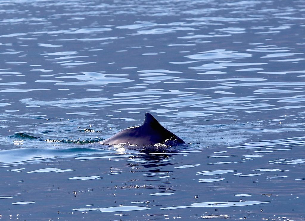 Ab Khasab: Fjorde von Musandam Dhau-Kreuzfahrt & Buffet Mittagessen