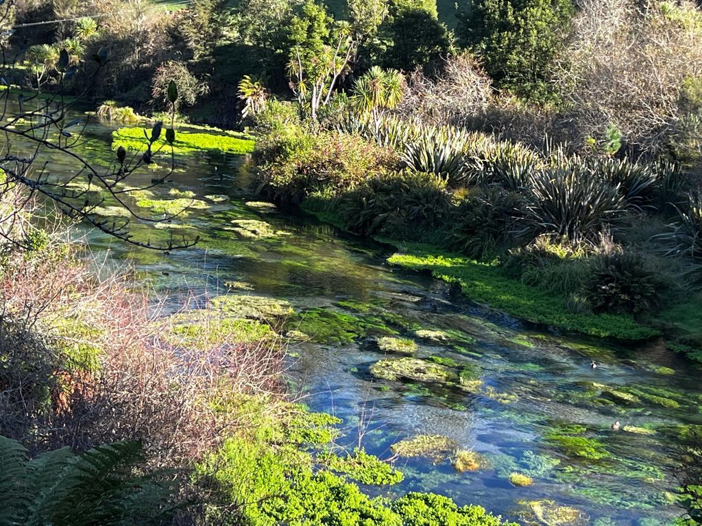 Einfache Rückfahrt: Von Rotorua nach Auckland über Blue Springs