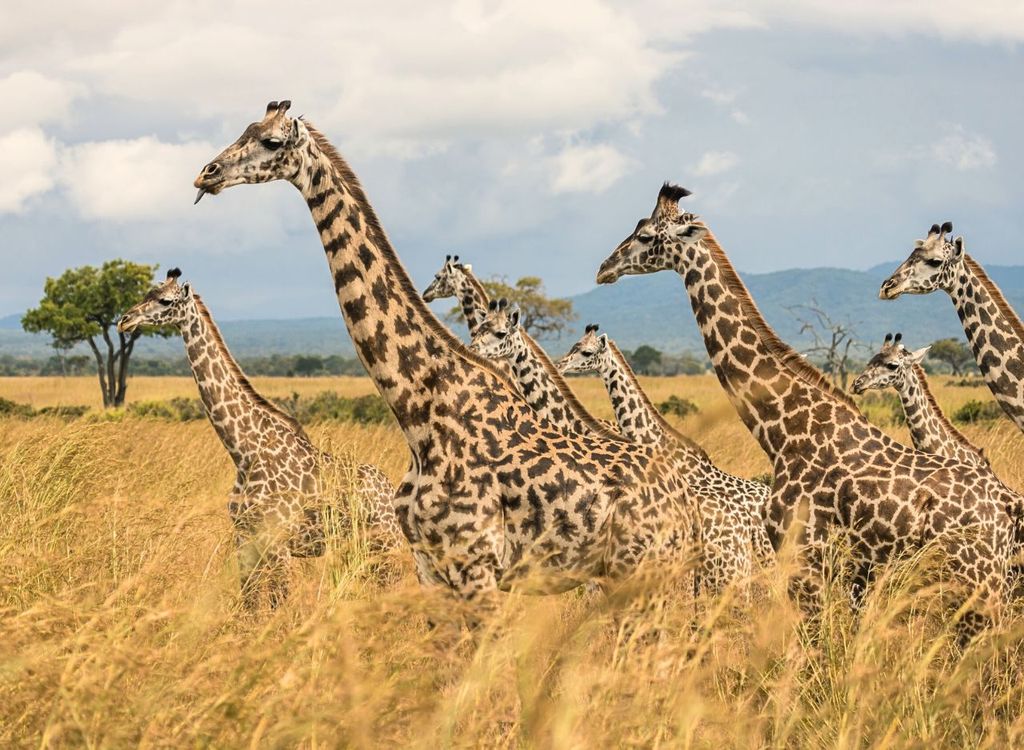 Von Sansibar: Mikumi-Safari mit zweimotorigem Flugzeug + Mittagessen