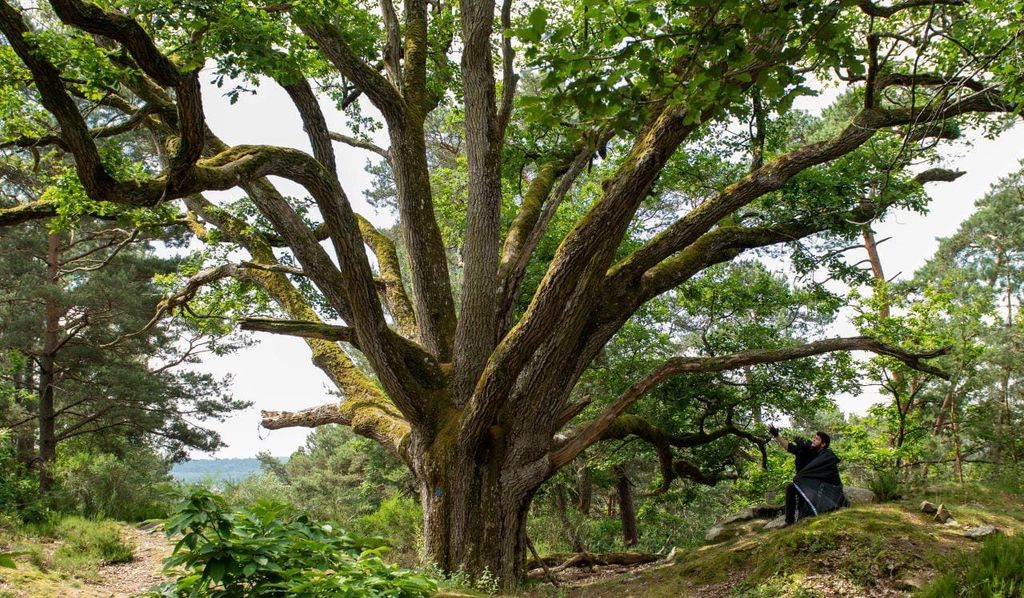 Die Geheimnisse des Waldes von Fontainebleau: eine immersive Tour