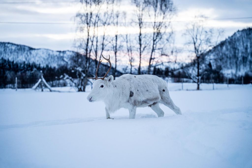 Balsfjord: Rentierschlittenfahrt, Fütterung & Sámi-Kultur