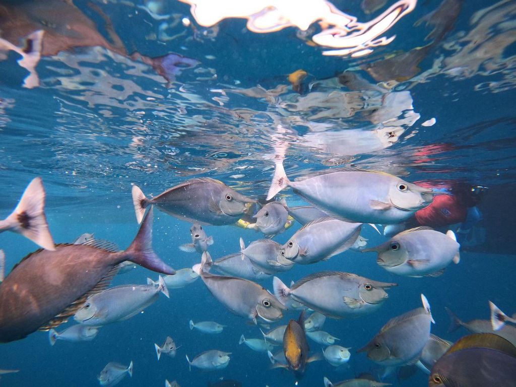 Malé: Schnorchelabenteuer an zwei Orten