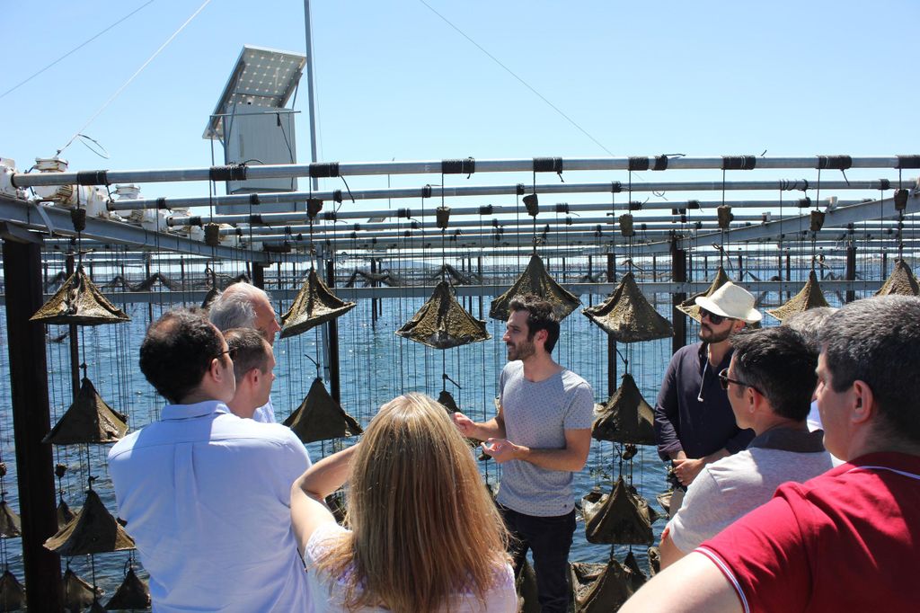 Marseillan: Bootstour zur Austernfarm Tarbouriech mit Verkostung