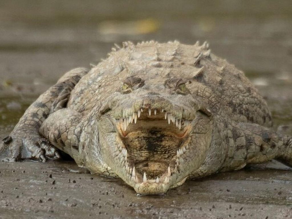 Puntarenas: Ausflug in die Tierwelt und Flusssafari