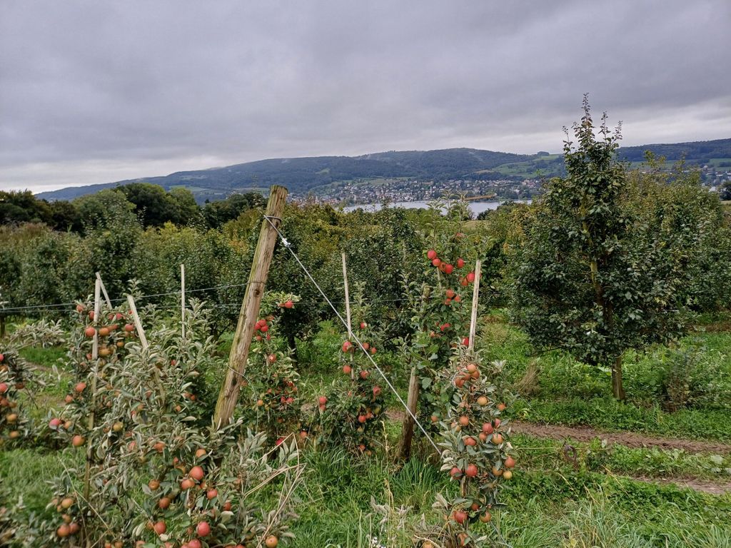 Bodensee: Wanderung auf den Spuren von Hermann Hesse