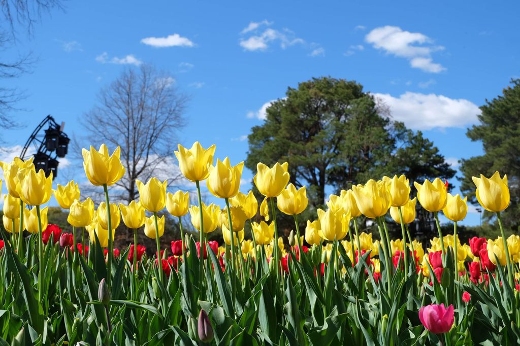 Canberra: Geführte Tour zum Floriade Festival mit Transfers