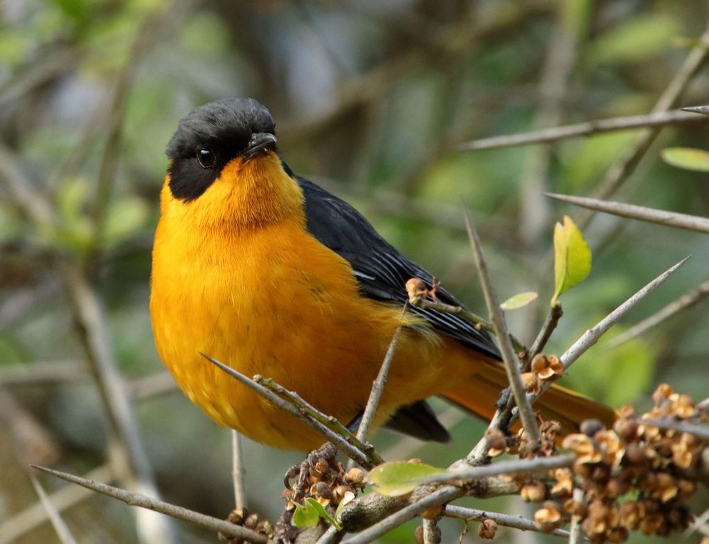 Richards Bay: Vogelbeobachtungstour im Dlinza-Wald