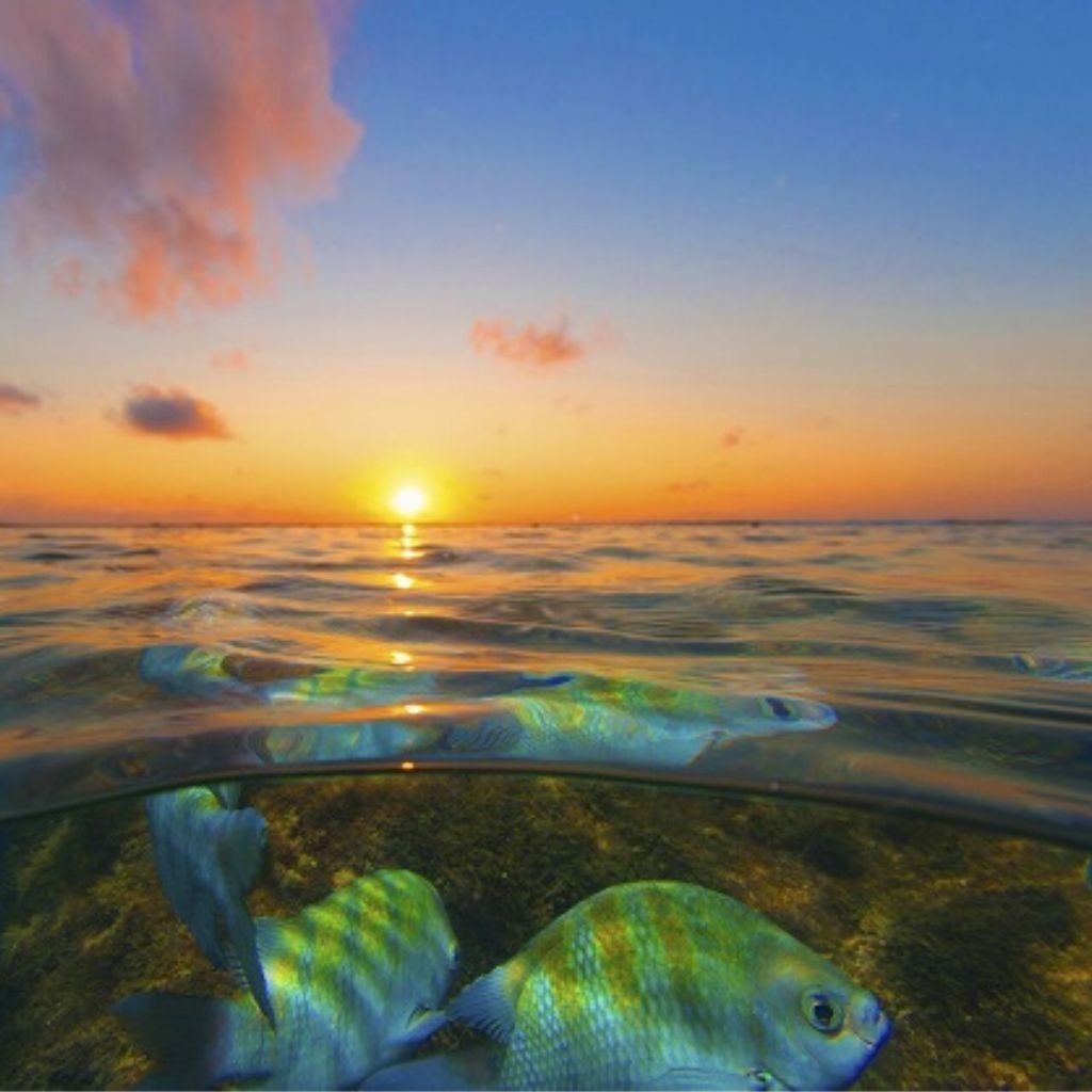Von Recife: Tour nach Porto de Galinhas
