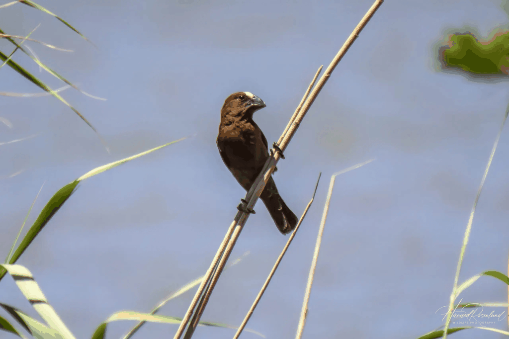 Richards Bay: Isimangaliso-Bootsfahrt, St. Lucia Estuary Tour