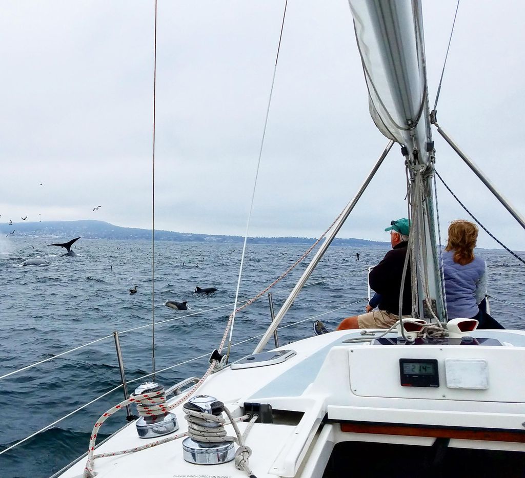 Monterey: Private Whale Watching/Sailing Tour für 6 Personen