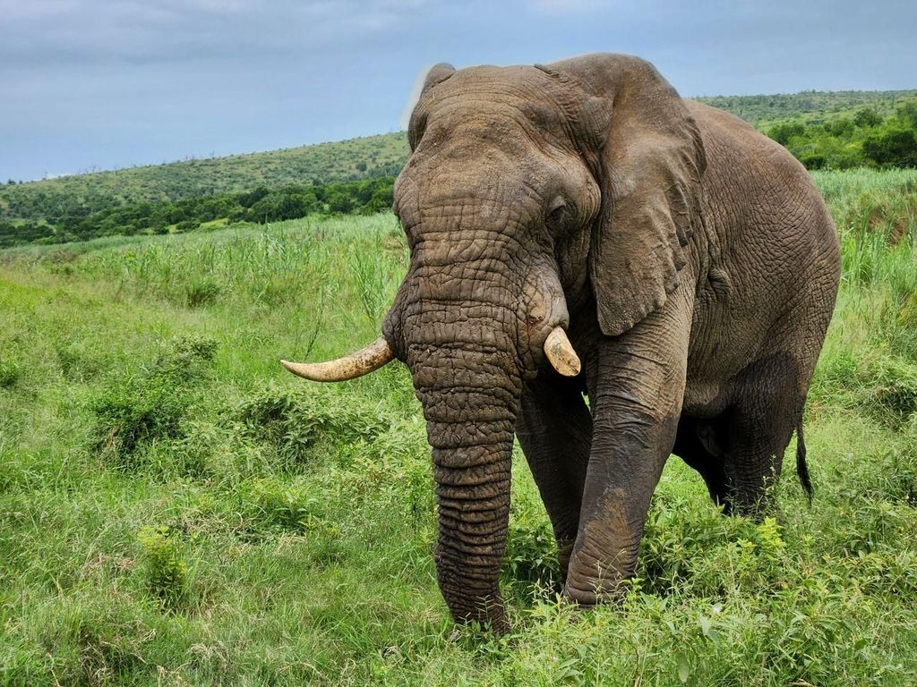 Durban: Ganztägige Tour zum Hluhluwe-iMfolozi-Wildreservat mit Mittagessen