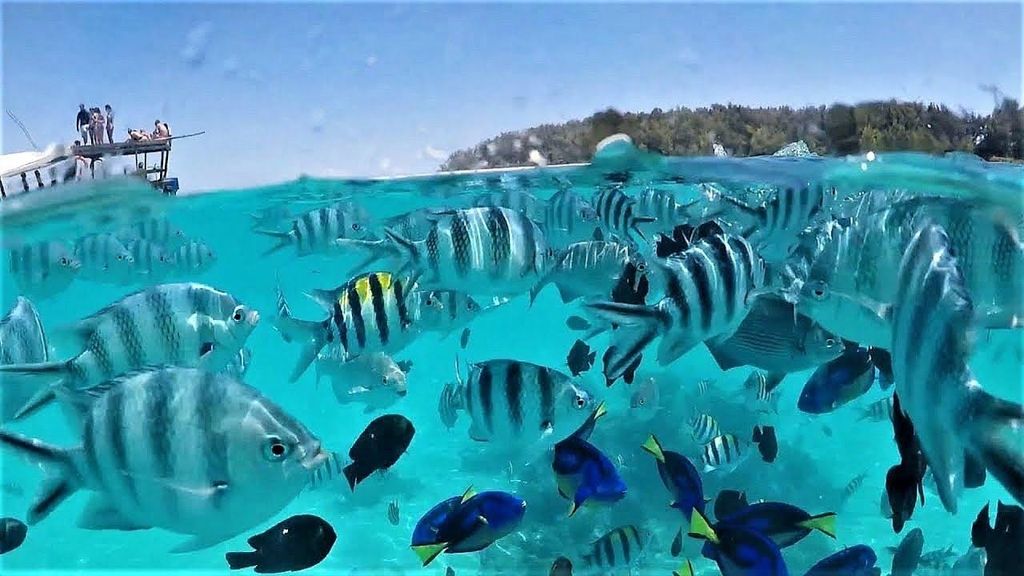 Sansibar: Delfin- und Schnorcheltour auf der Insel Mnemba