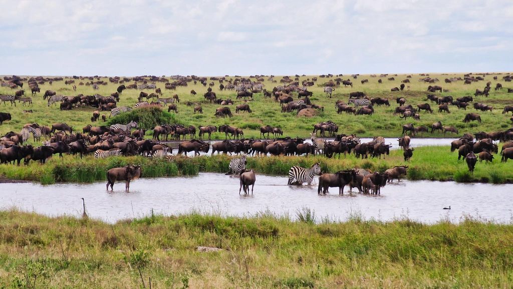 Arusha: 9 Tage Multi-Park Flexible Migration Rundreise-Safari