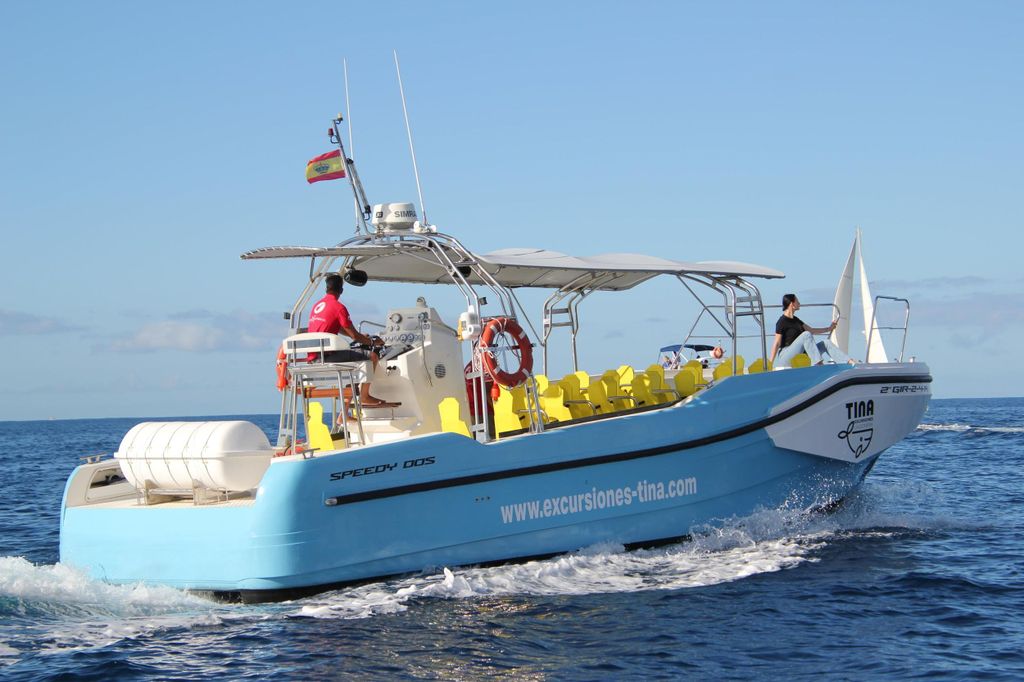 La Gomera: Whale Watching-Tour auf einem dynamischen Boot