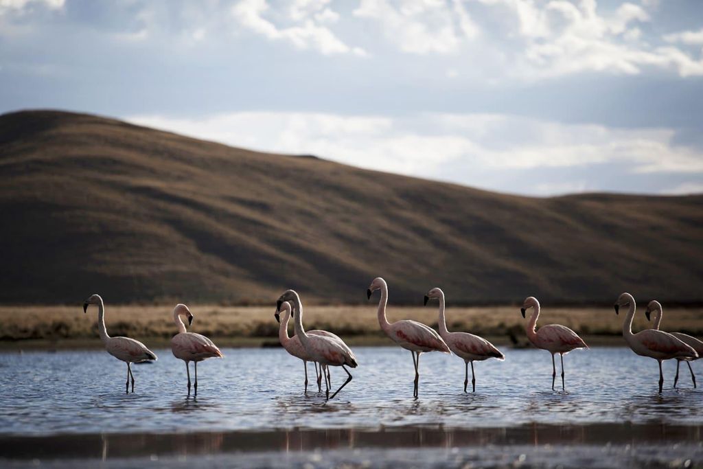 Ausflug: Lagune und Nationalreservat von Salinas und Aguada Blanca in Arequipa.