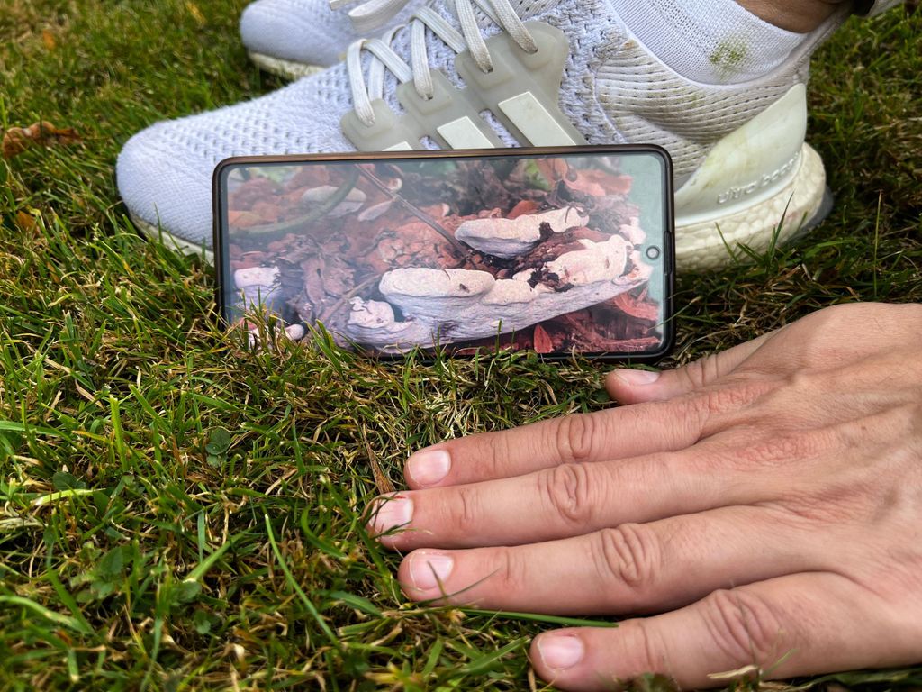 „Wilde Schönheit“ – Ein Fotospaziergang durch Weimar