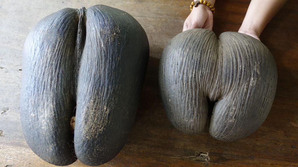 Praslin: Vallée de Mai und Anse Lazio Strand Ganztagestour