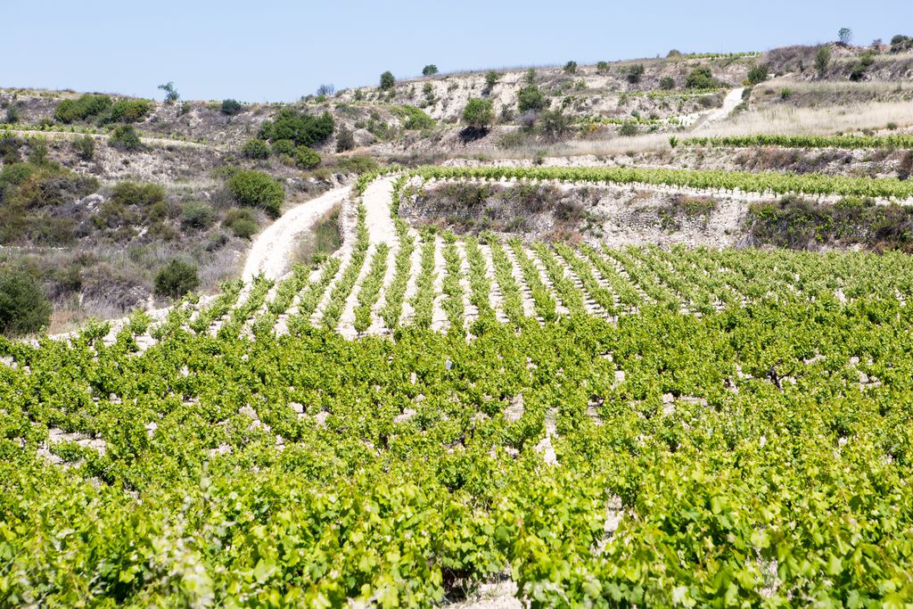 Weinbaugebiet auf Zypern