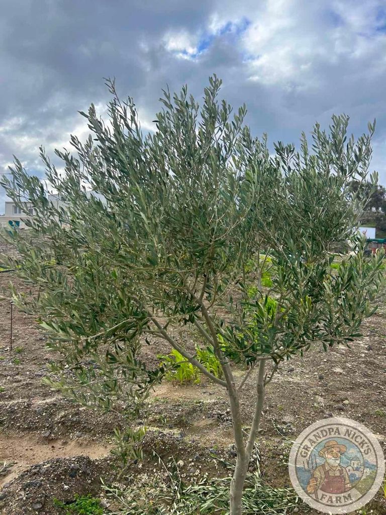 Santorin: Geführte Tour zu Bauernhof und Weingut