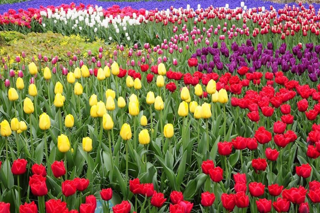 Von Amsterdam aus: Private Keukenhof- und Tulpenerlebnis-Tour