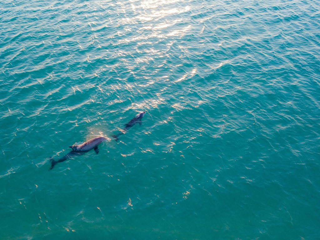 Olbia: Delfinbeobachtung und Schnorchelausflug mit dem Boot