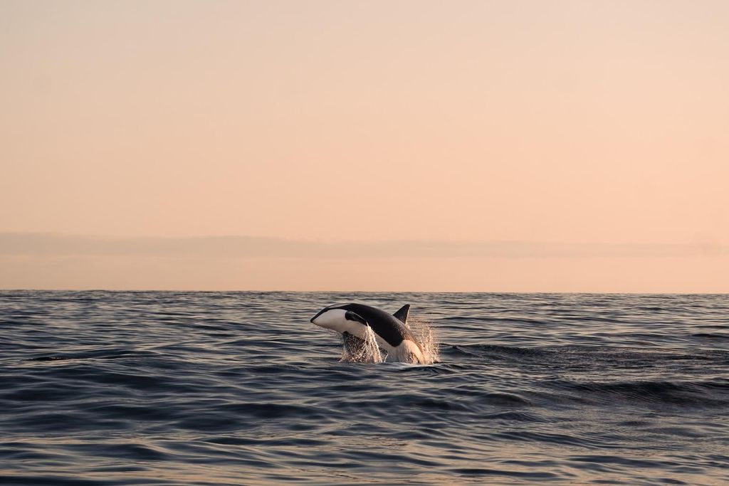 Andenes: Verantwortungsvolles Whale Watching mit einem klassischen Katamaran