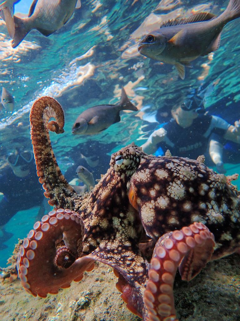 Porto Santo: Geführte Schnorchel Tour in geschützten Gewässern