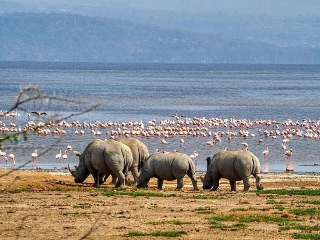Nairobi: Lake-Nakuru-Park und Bootsfahrt auf dem Lake Naivasha