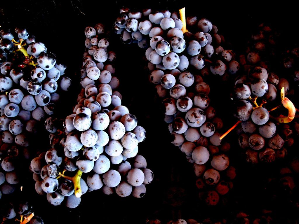 Pitigliano: Verkostung von Ciliegiolo-Weinen