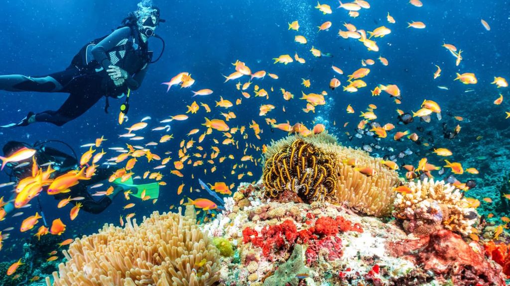 Seite: Scuba Diving Tour Reise in die Tiefen des Blaus