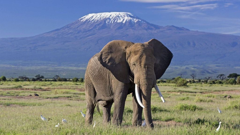 2 Tage Amboseli mit dem Safari-Geländewagen (mit Optionen)