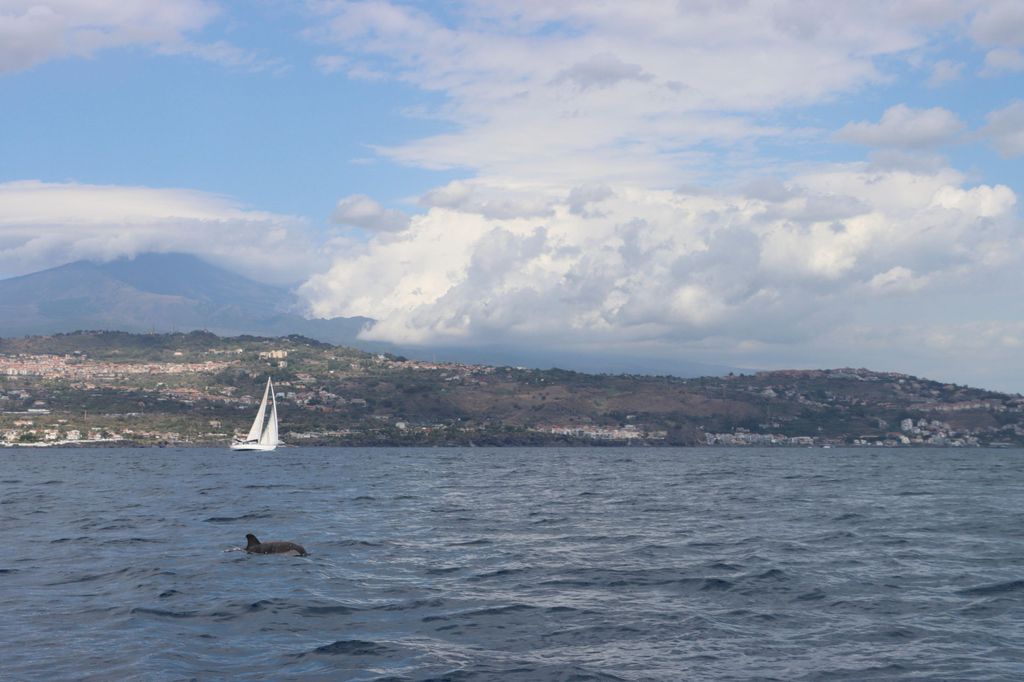 Catania: Delphinbeobachtungs-Segelerlebnis mit Marecamp