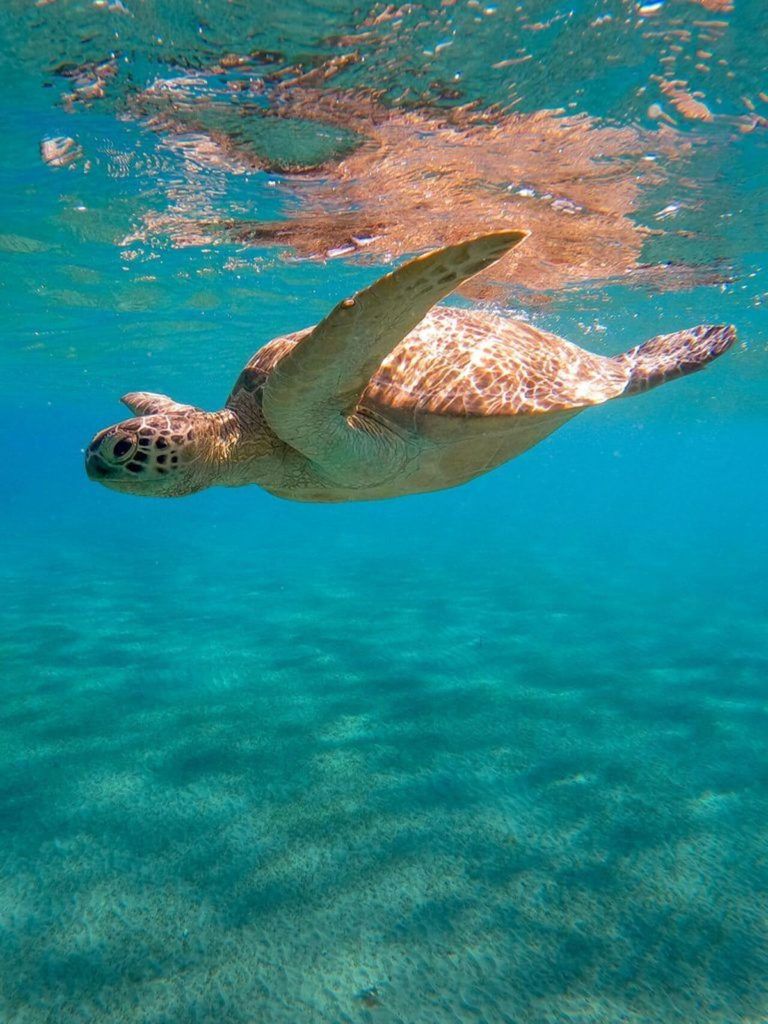 Private Tour: Delfine, Schildkröten & Île aux Bénitiers