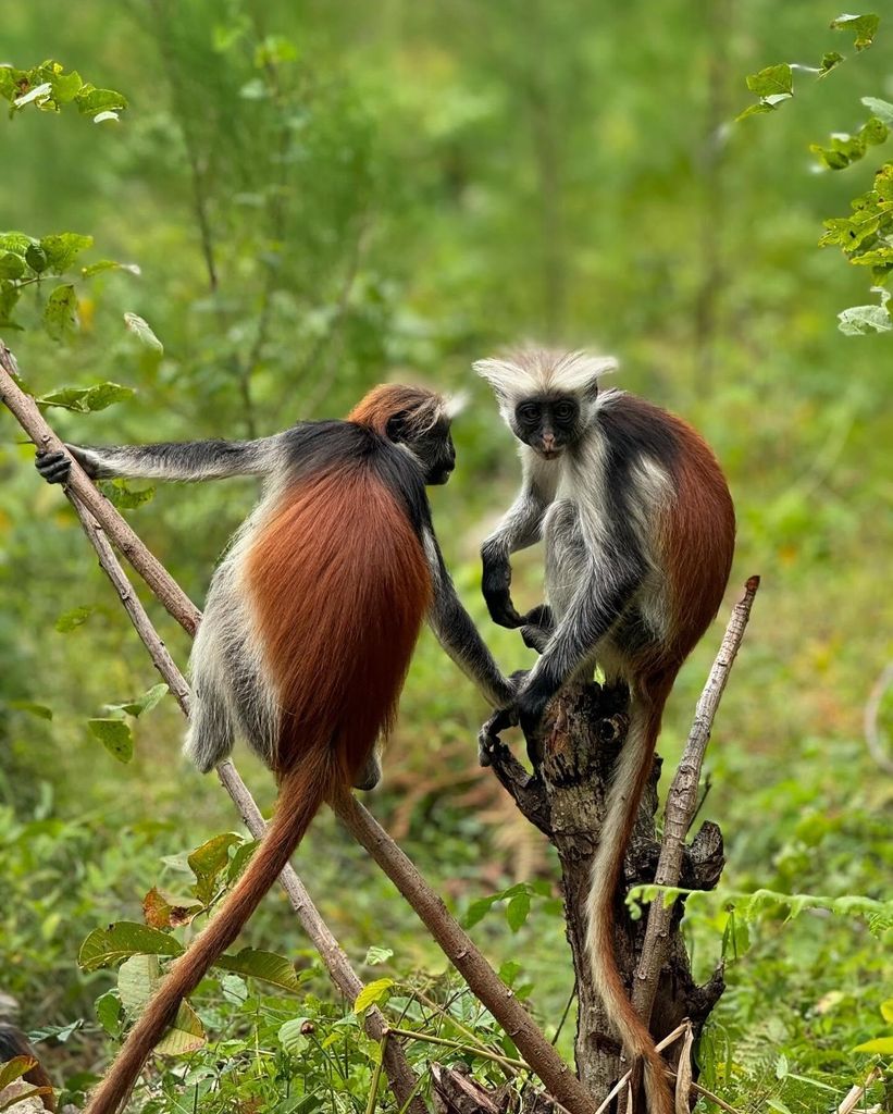Sansibar: Jozani Wald, Salaam & Maalum Höhlen und Sonnenuntergang