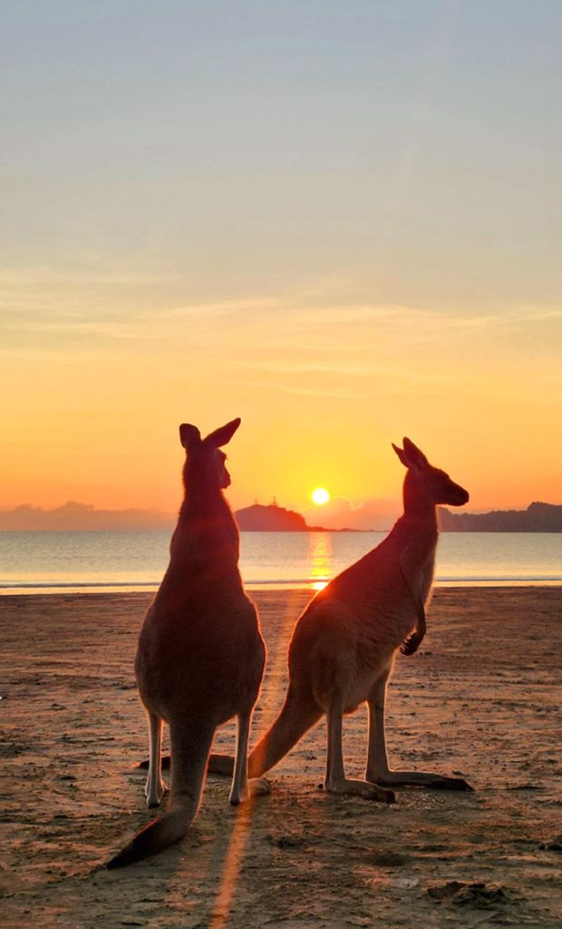 Sonnenaufgang mit den Kängurus & Wallabies - Airlie Beach