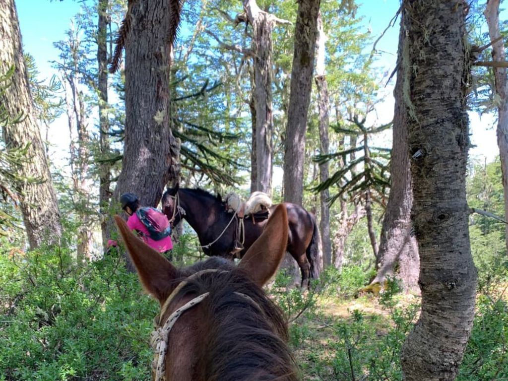 Pucón: Ausritt und Camping mit Blick auf die Vulkane.