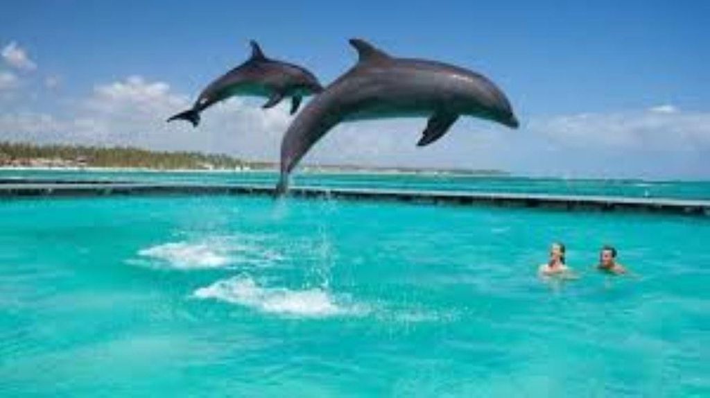 Sansibar: Schwimmen mit Delfinen und Schildkrötenbesuch im Aquarium