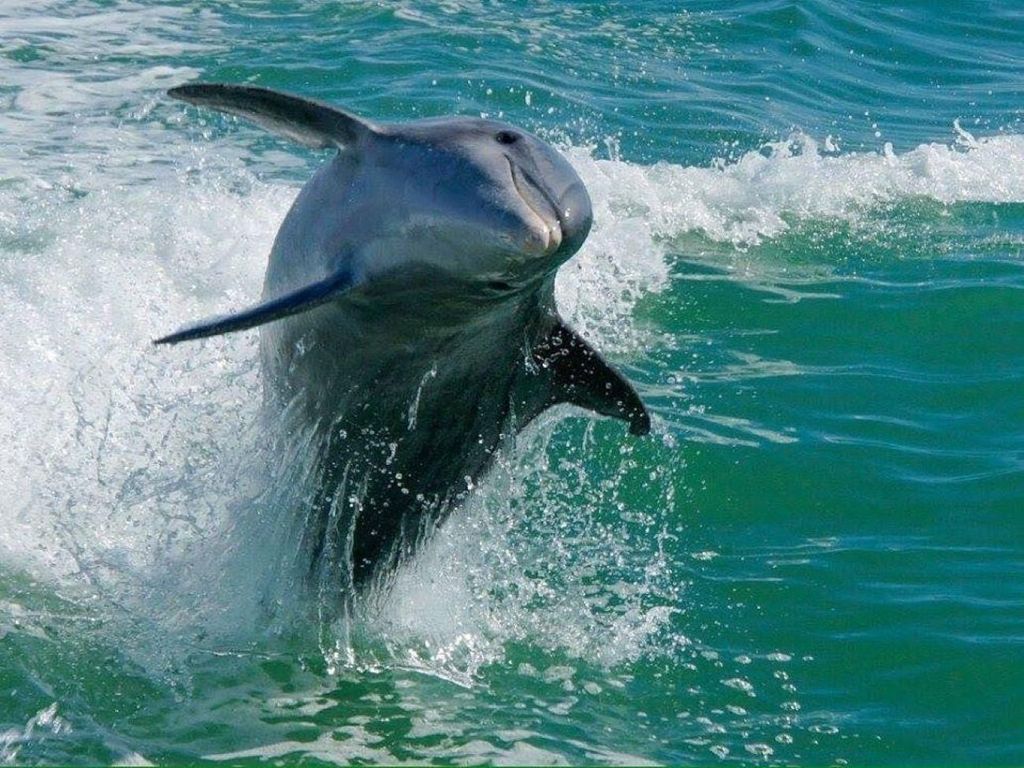 Madeira Beach: Schnorcheln und Delfin-Kreuzfahrt in Egmont Key