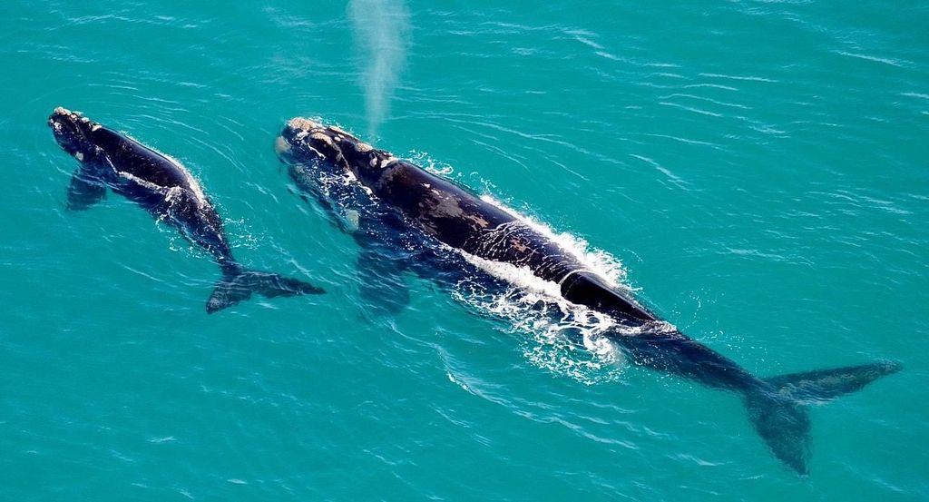 Kapstadt: Hermanus Whale Watching Shuttle-Tour