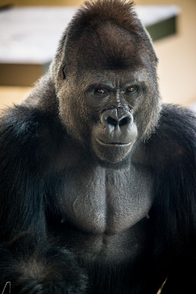 San Antonio Zoo: Tageskarte