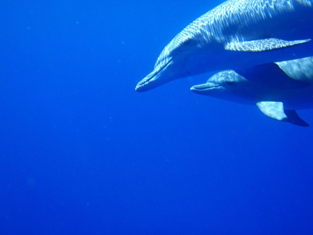 Private Delfinbeobachtung und Walbeobachtung