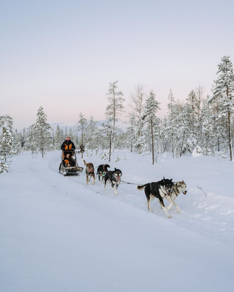 Rovaniemi: Husky-Tour für Erwachsene in Kleingruppe, 12–18 km