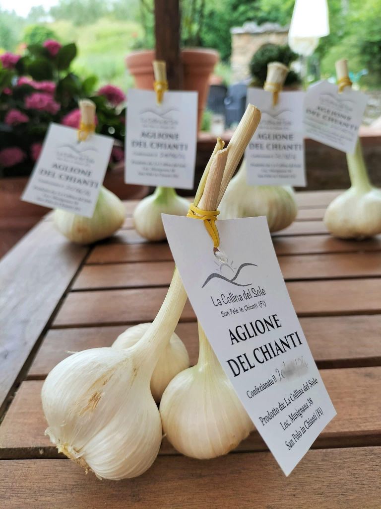 San Polo in Chianti: Verkostung von Aglione und toskanischen Aromen