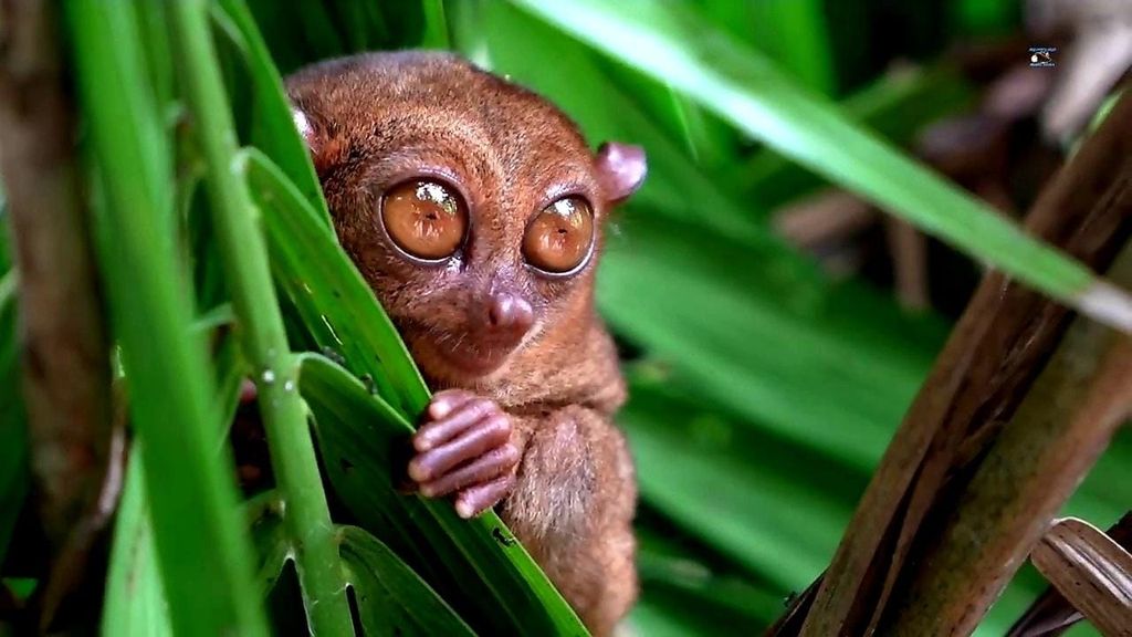 Ab Cebu: Bohol Countryside & Buffet Lunch Exclusive Tour