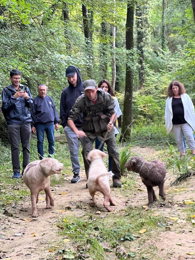 Florenz: Trüffelsuche, San Gimignano und Tagestour ins Chianti-Gebiet
