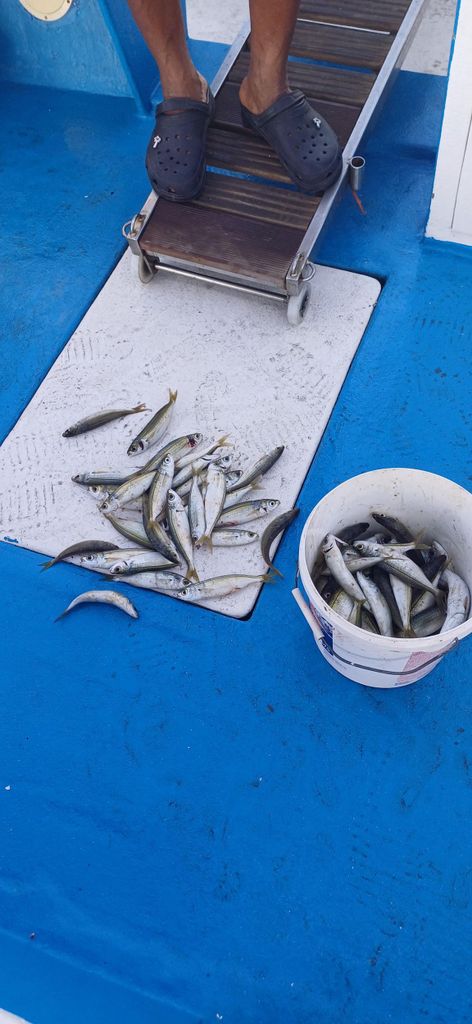 Larnaca: Privates Angeln – Traditionelles Explorer N-Boot