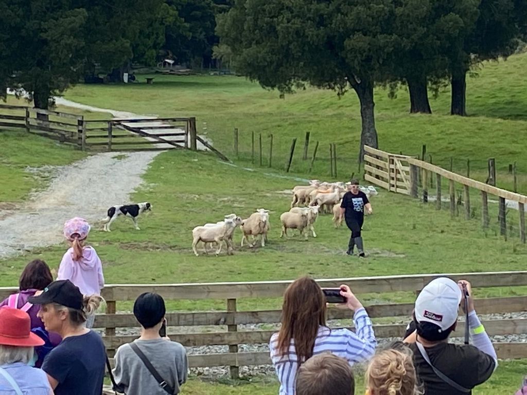 Auckland: Sheepworld, Honey Centre & Kauri Trail Tour