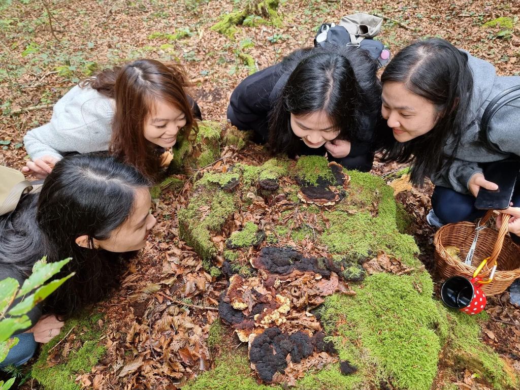 Slowenien: Geführte Pilz- und Wildnahrungs-Sammeltour
