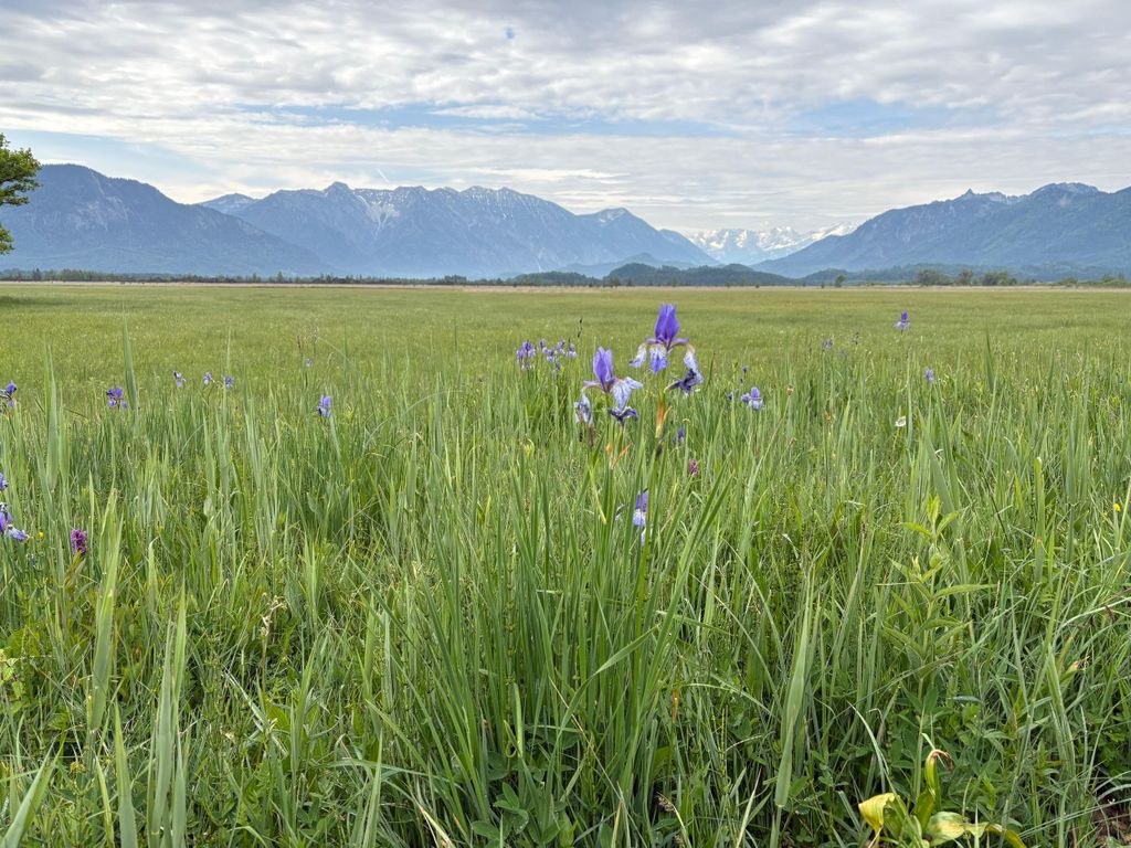 Das Murnauer Moos – Entstehung, Pflanzen, Tiere, Nutzung